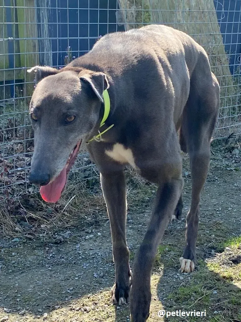 athena adozione greyhound 5