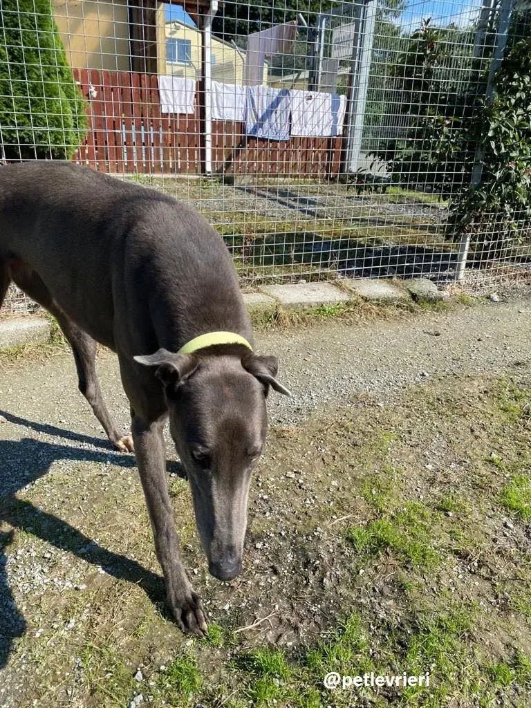 athena adozione greyhound
