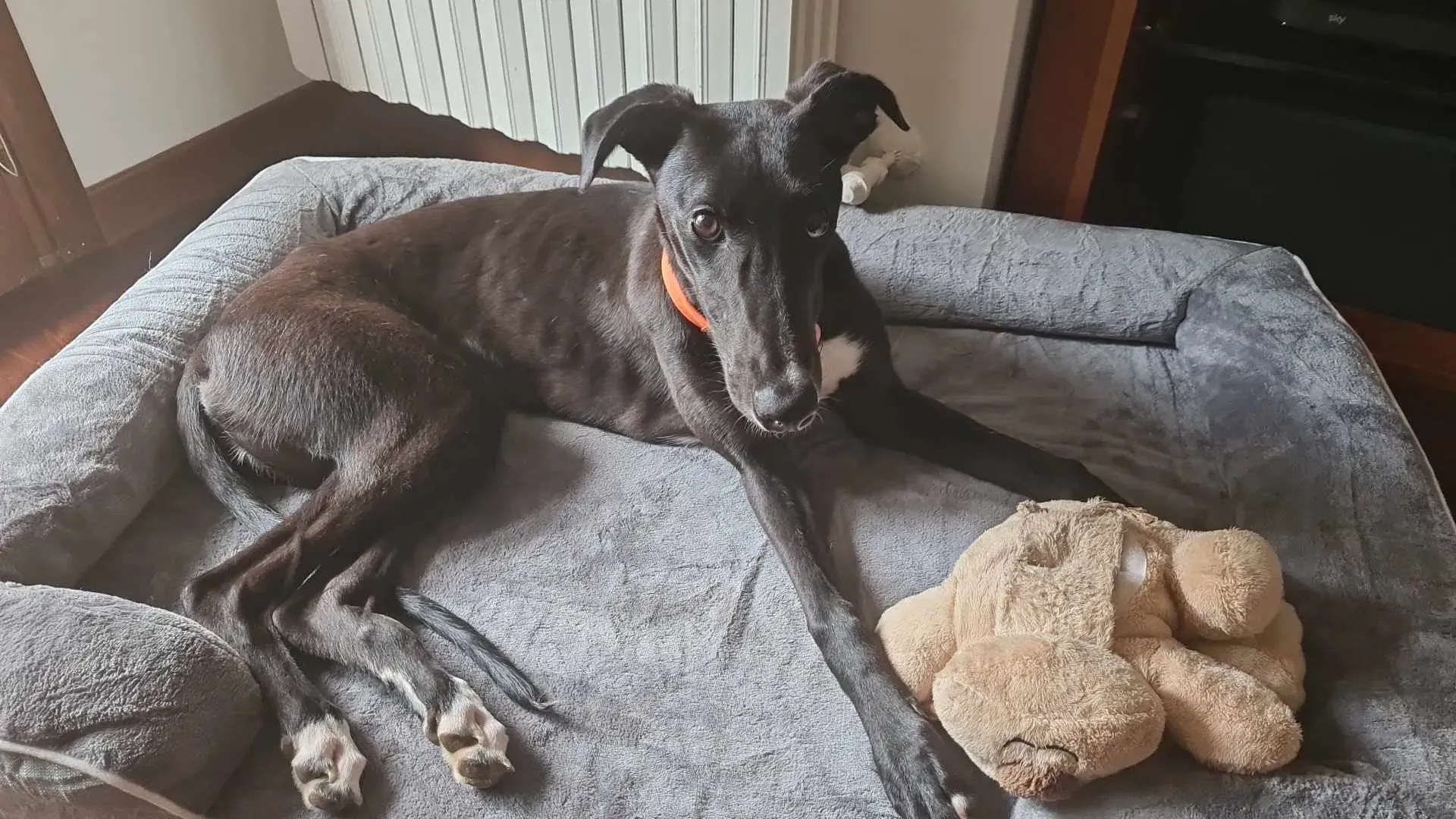 att.e0ww7pquiivdwx1svsvvcjmr8z0sz33ptcukirpvea4