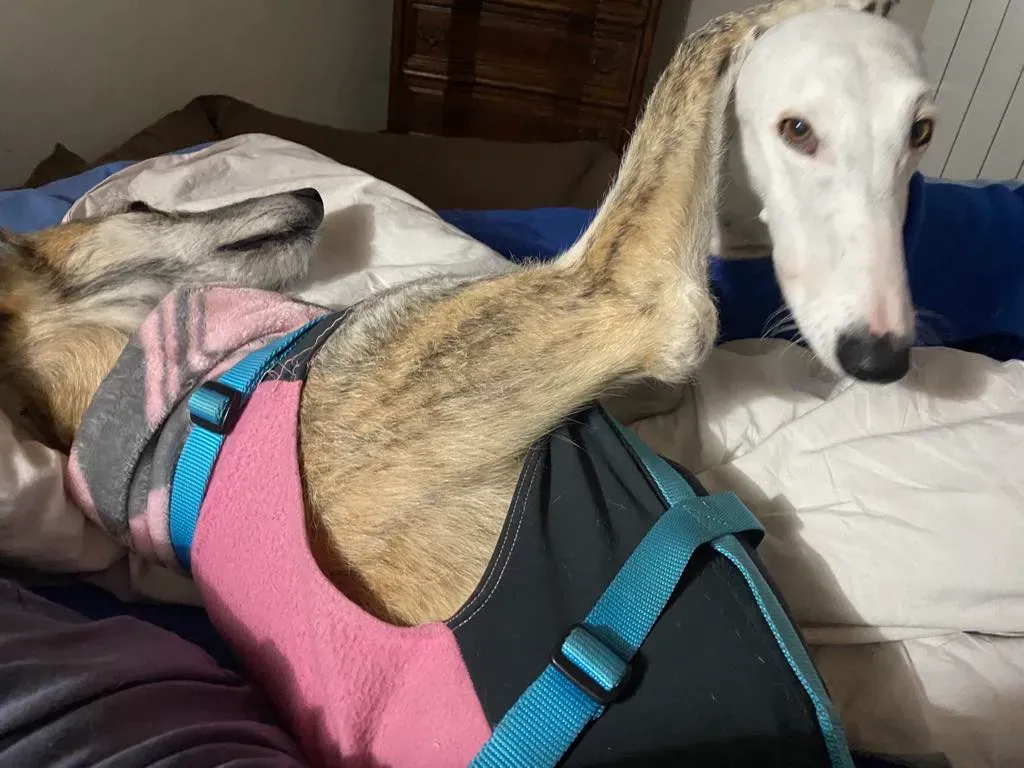 att.m0hds6zkfqnzkhnyhxr qi0lolkjxu2zt eppdngla4