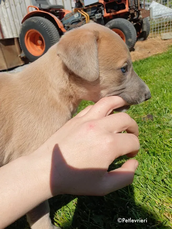 aurora adozione levrieri greyhound 1