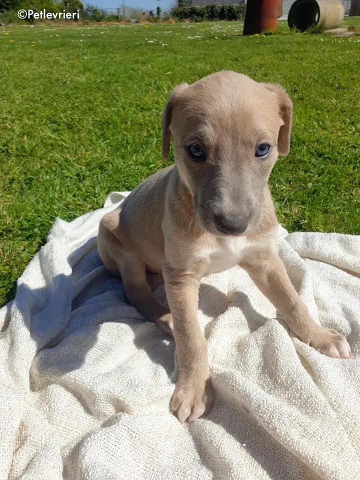 aurora adozione levrieri greyhound 10