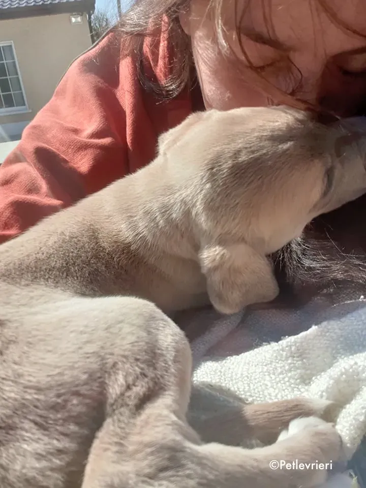 aurora adozione levrieri greyhound 11