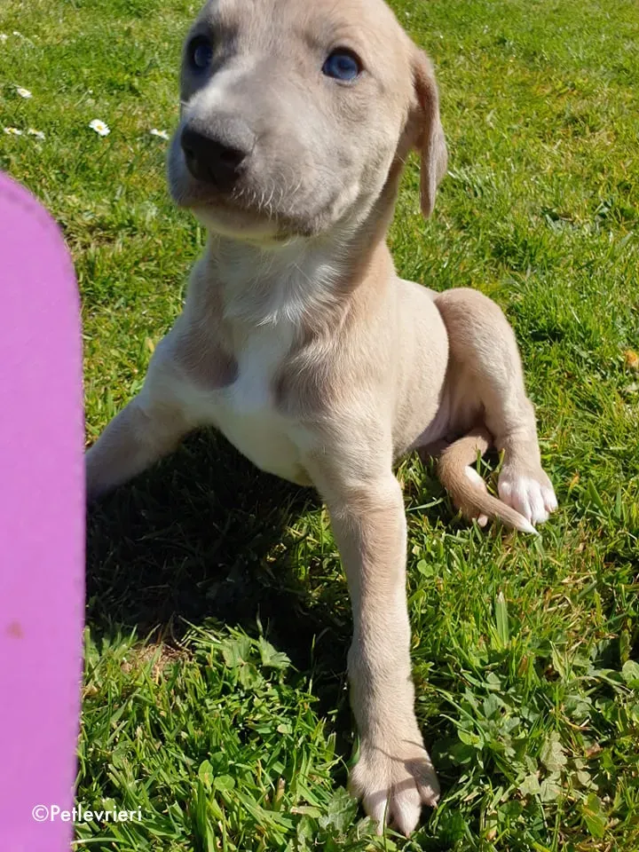 aurora adozione levrieri greyhound 12