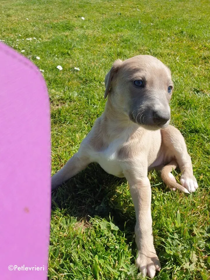 aurora adozione levrieri greyhound 13