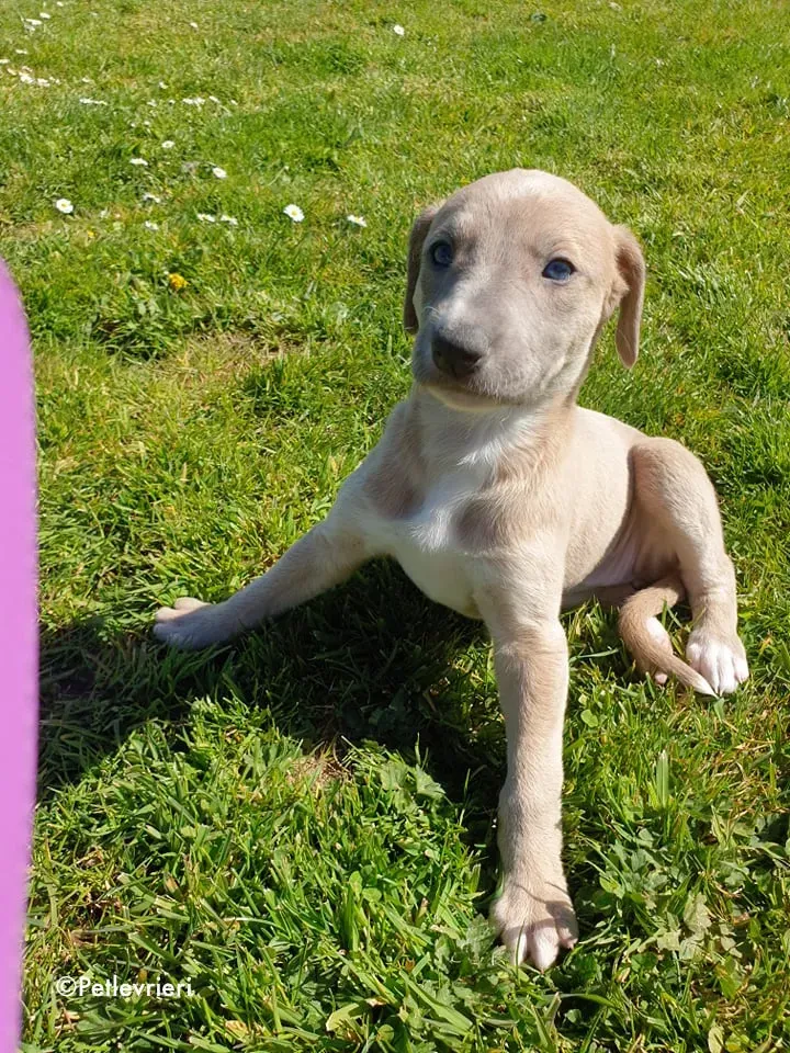 aurora adozione levrieri greyhound 14