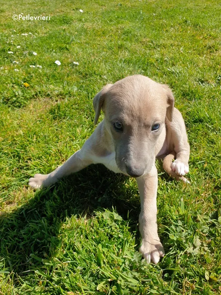 aurora adozione levrieri greyhound 15