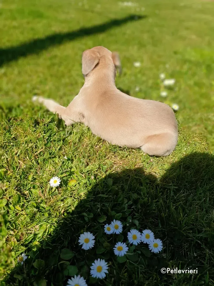 aurora adozione levrieri greyhound 16