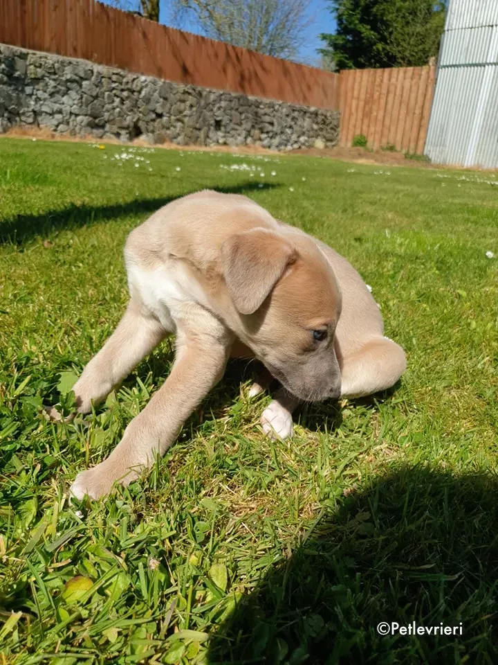 aurora adozione levrieri greyhound 17