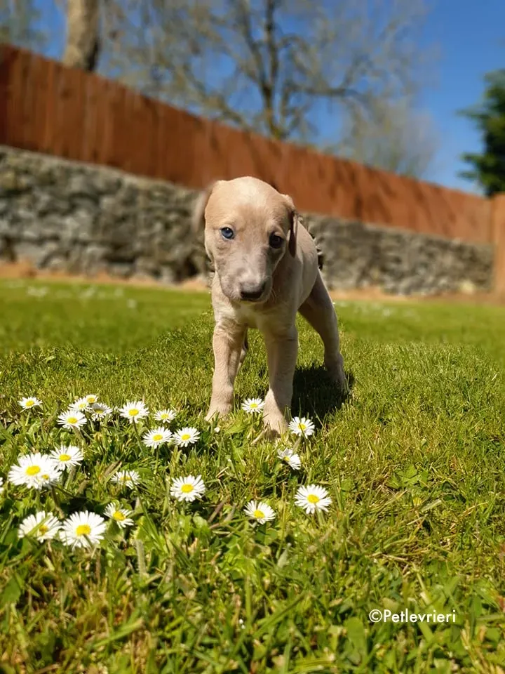 aurora adozione levrieri greyhound 19