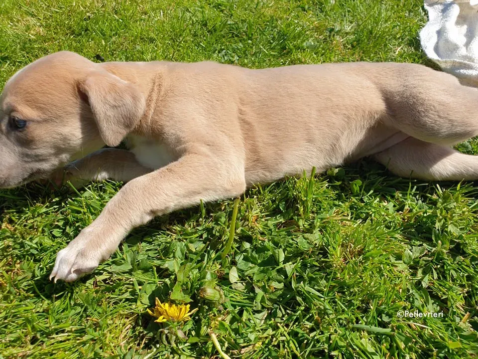 aurora adozione levrieri greyhound 2