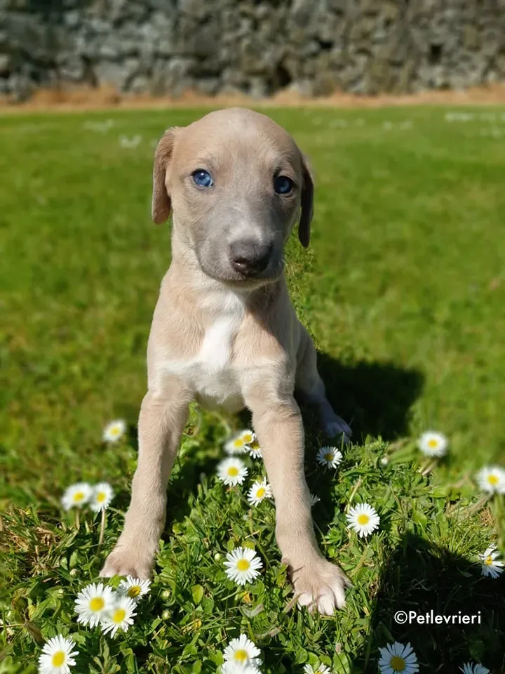 aurora adozione levrieri greyhound 20