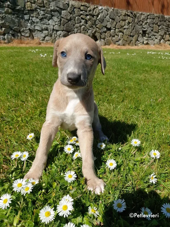 aurora adozione levrieri greyhound 21