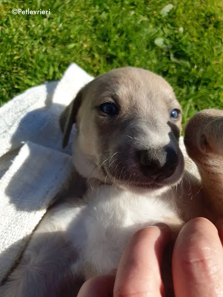 aurora adozione levrieri greyhound 3