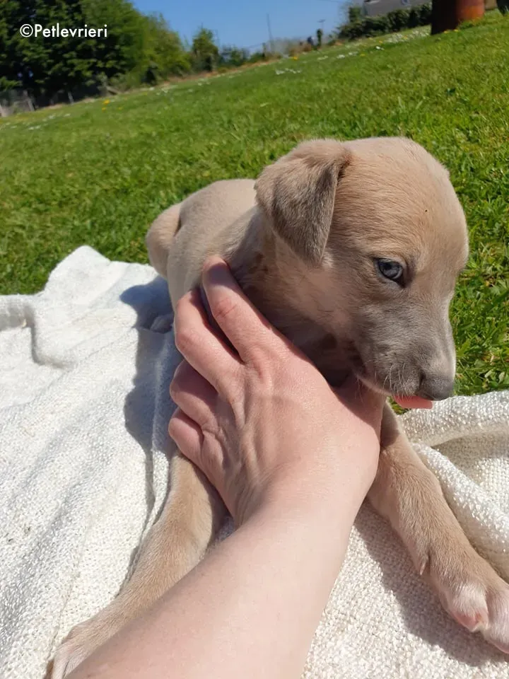 aurora adozione levrieri greyhound 4