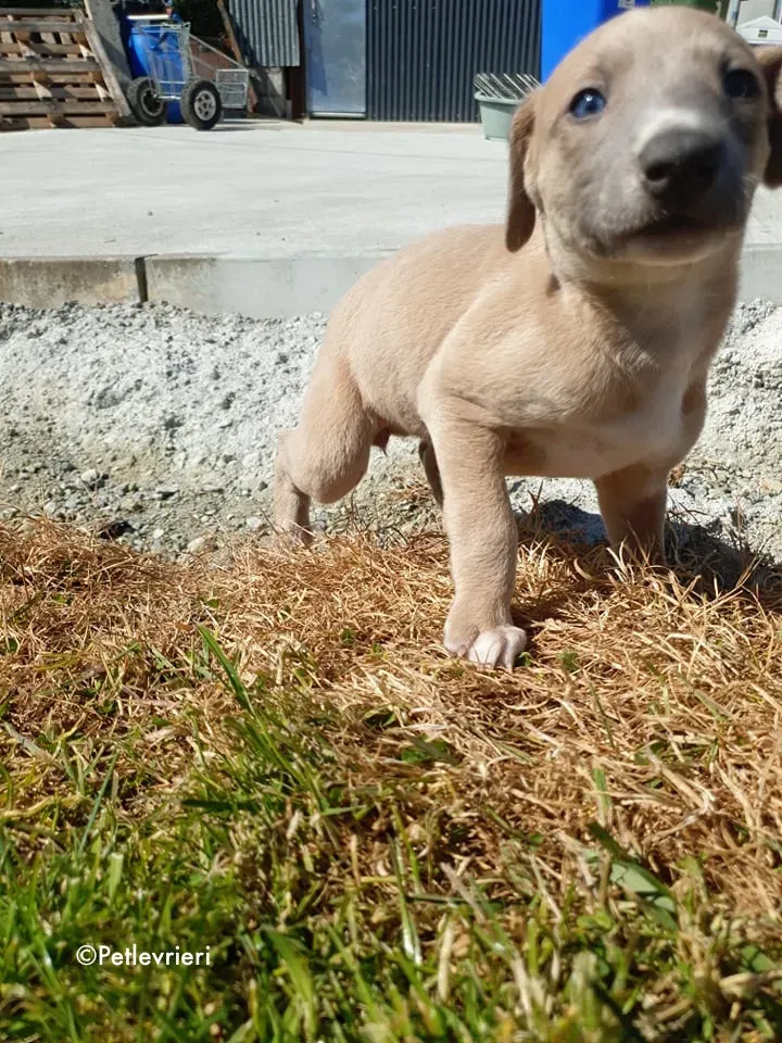 aurora adozione levrieri greyhound 5