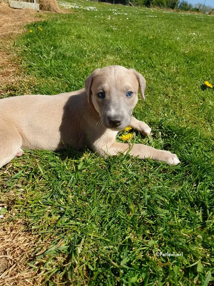 aurora adozione levrieri greyhound 6