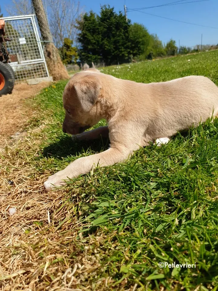 aurora adozione levrieri greyhound 7