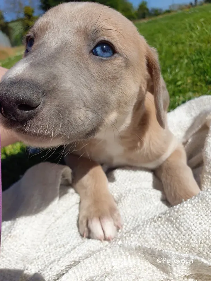 aurora adozione levrieri greyhound 8