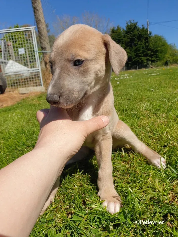 aurora adozione levrieri greyhound 9