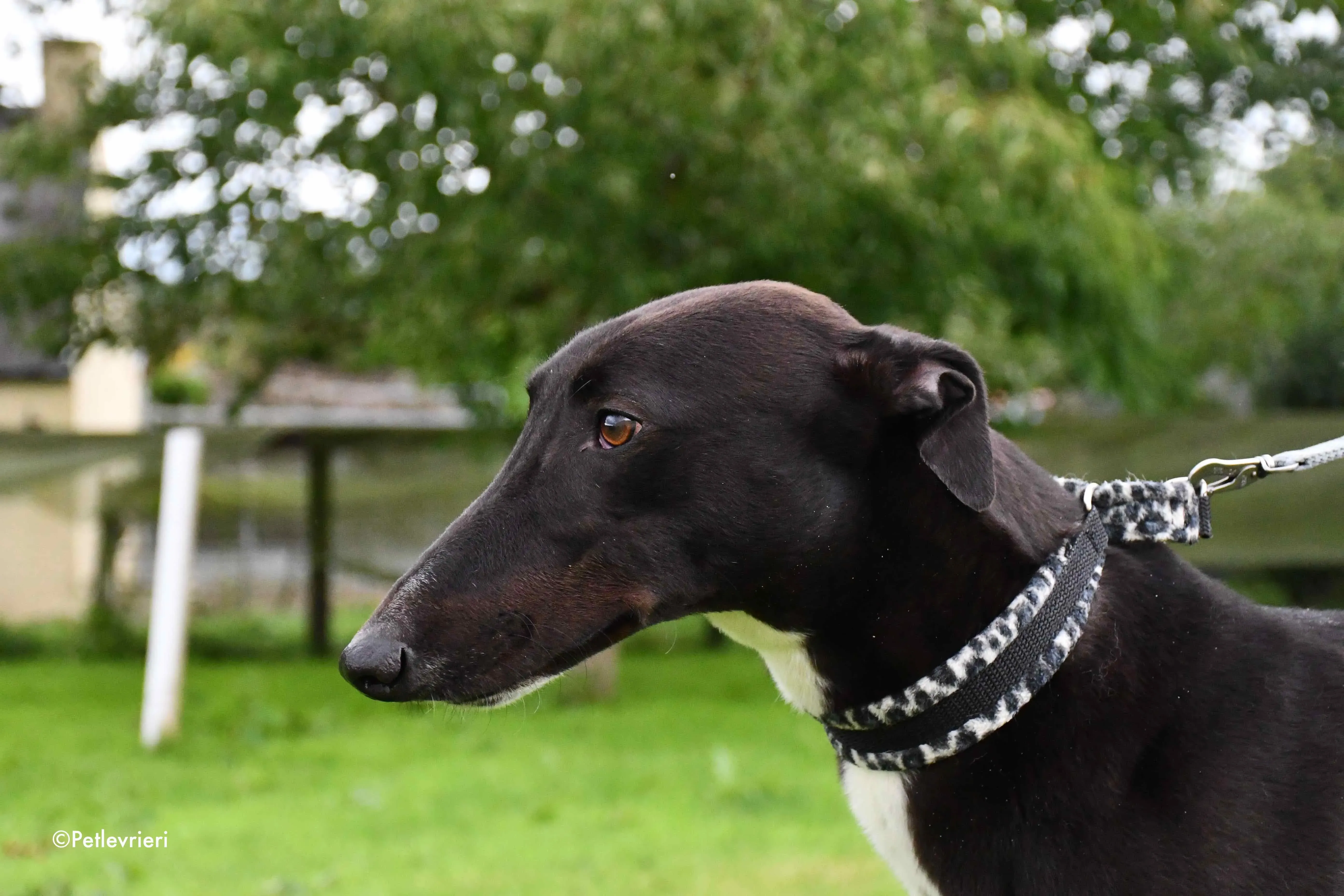 aussie adozione levrieri greyhound 1