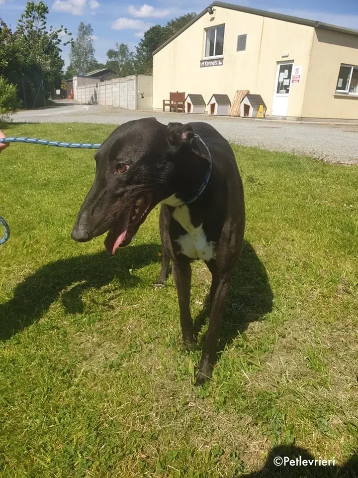 aussie adozione levrieri greyhound 10