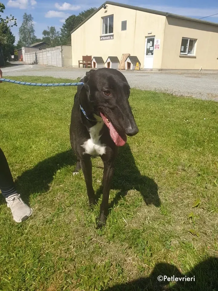 aussie adozione levrieri greyhound 11
