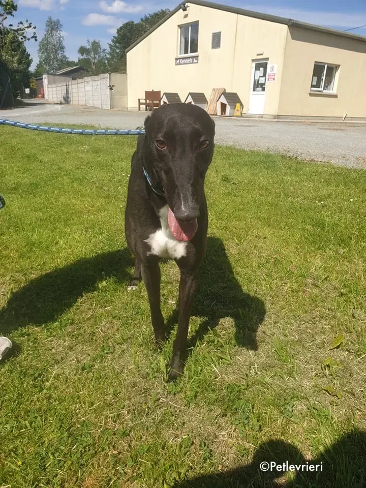 aussie adozione levrieri greyhound 12