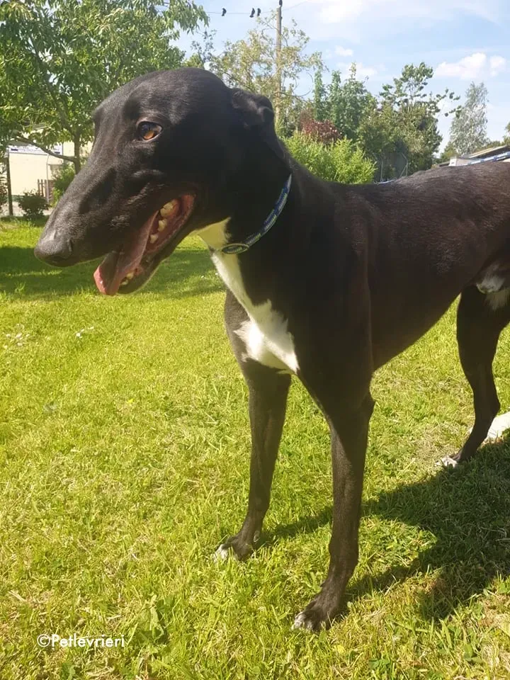 aussie adozione levrieri greyhound 5