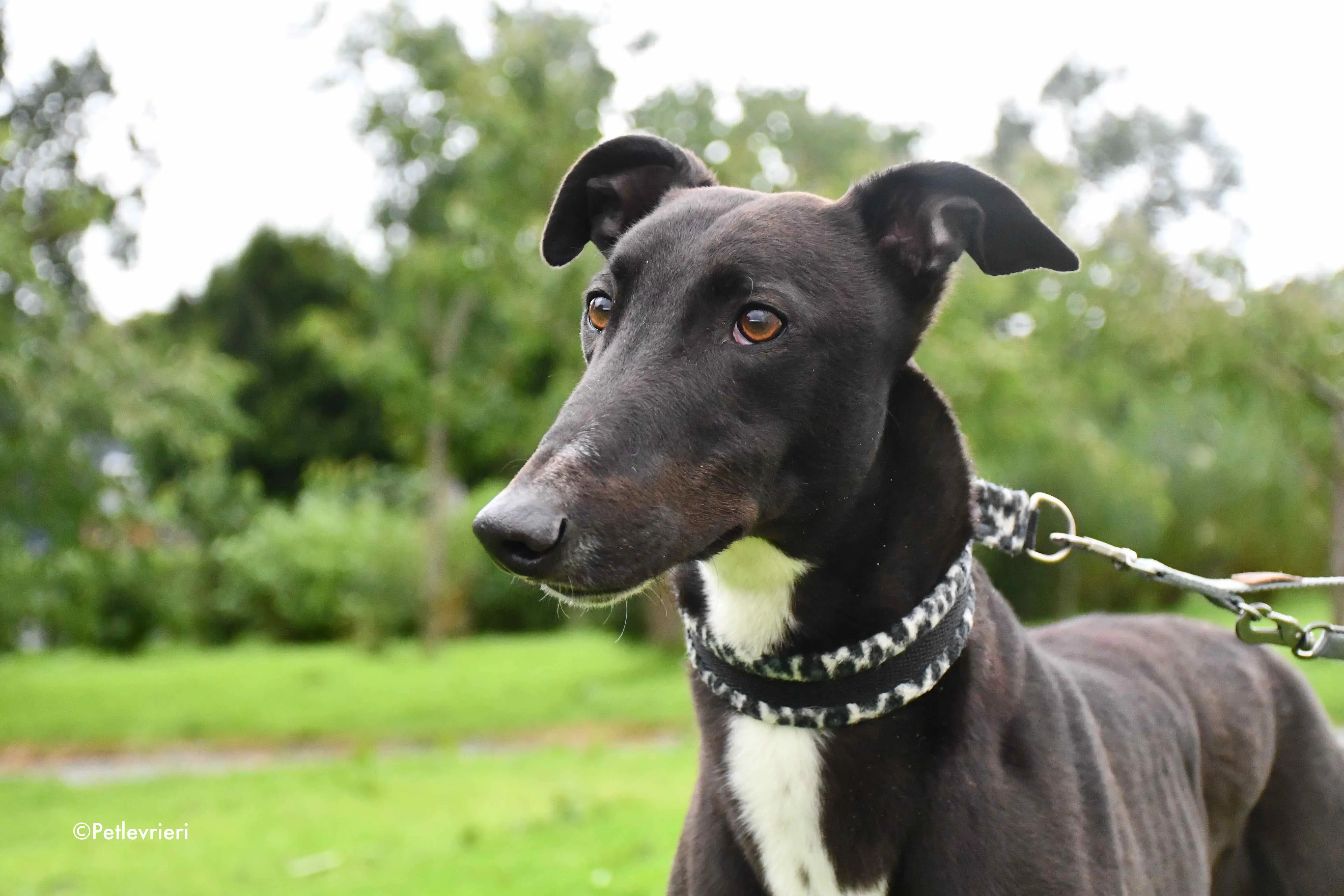 aussie adozione levrieri greyhound 6