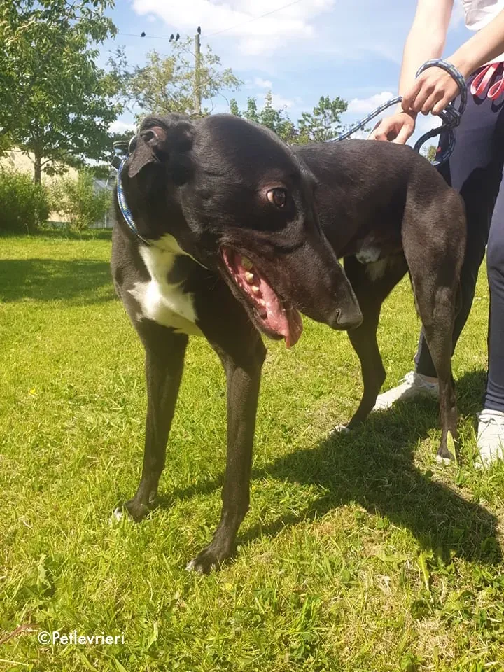 aussie adozione levrieri greyhound 6