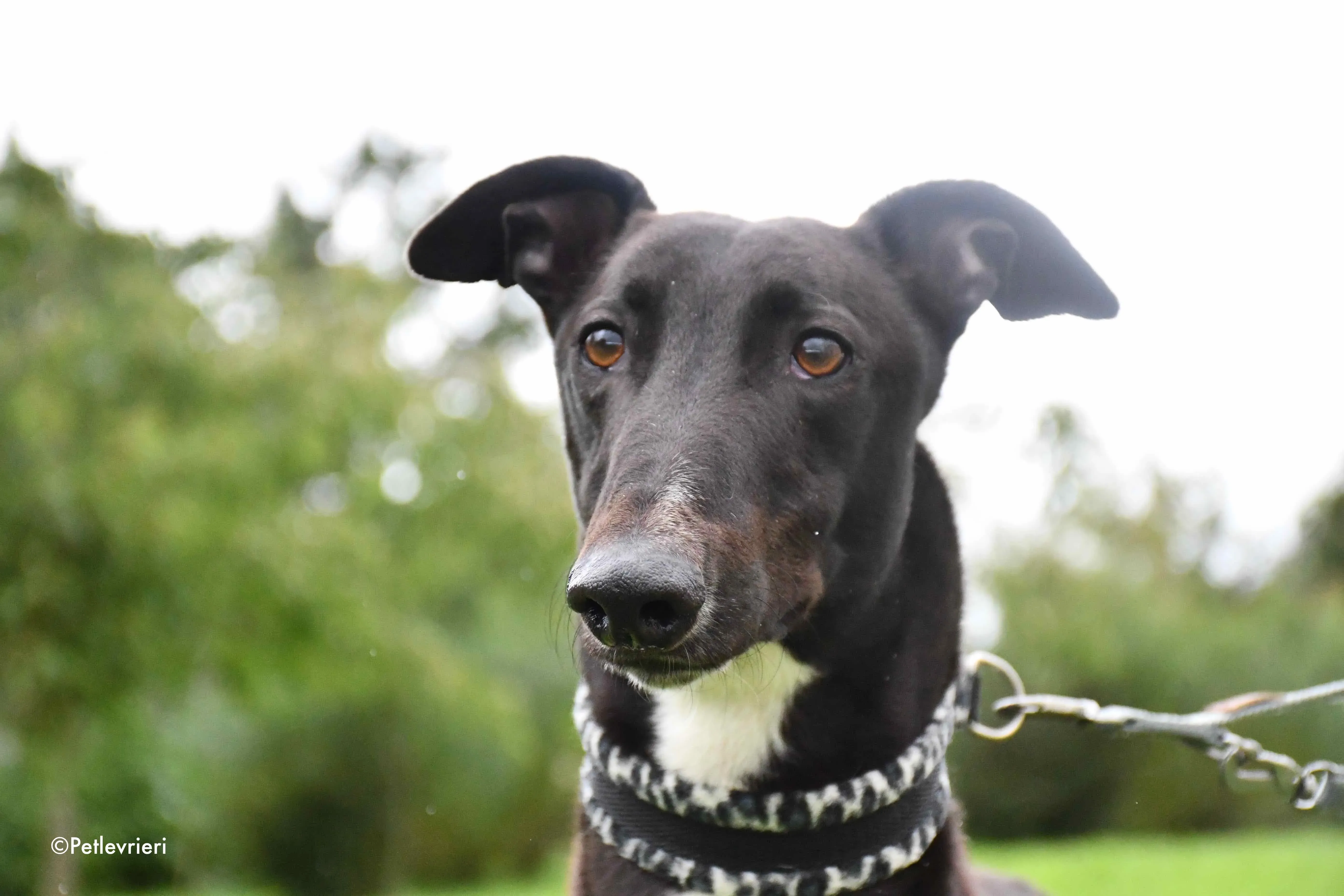 aussie adozione levrieri greyhound 7