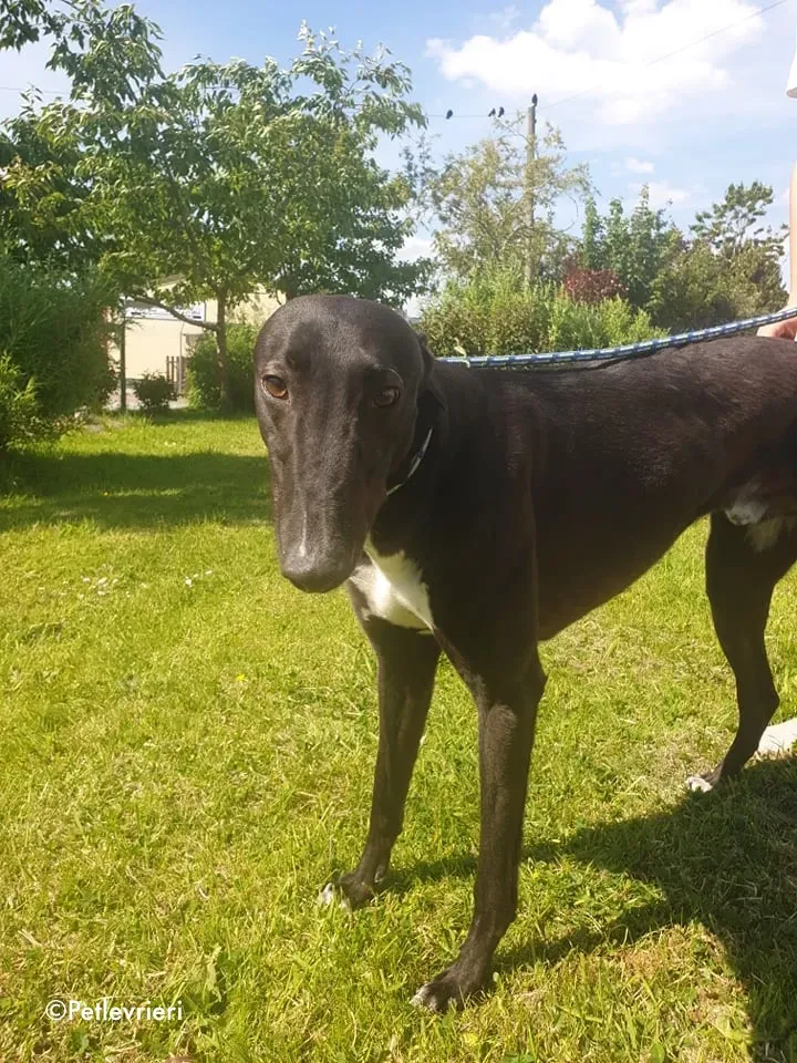aussie adozione levrieri greyhound 7