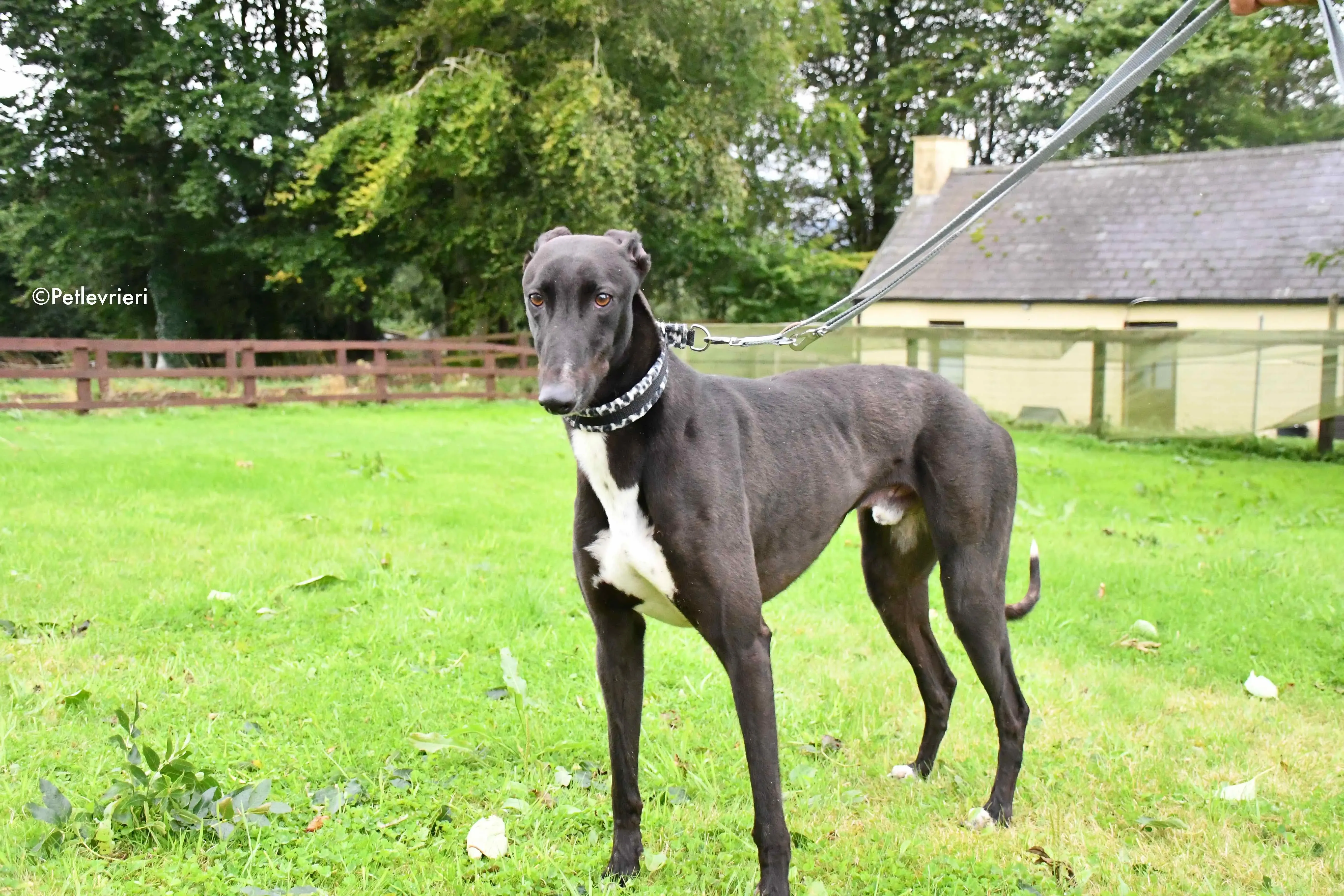 aussie adozione levrieri greyhound 8