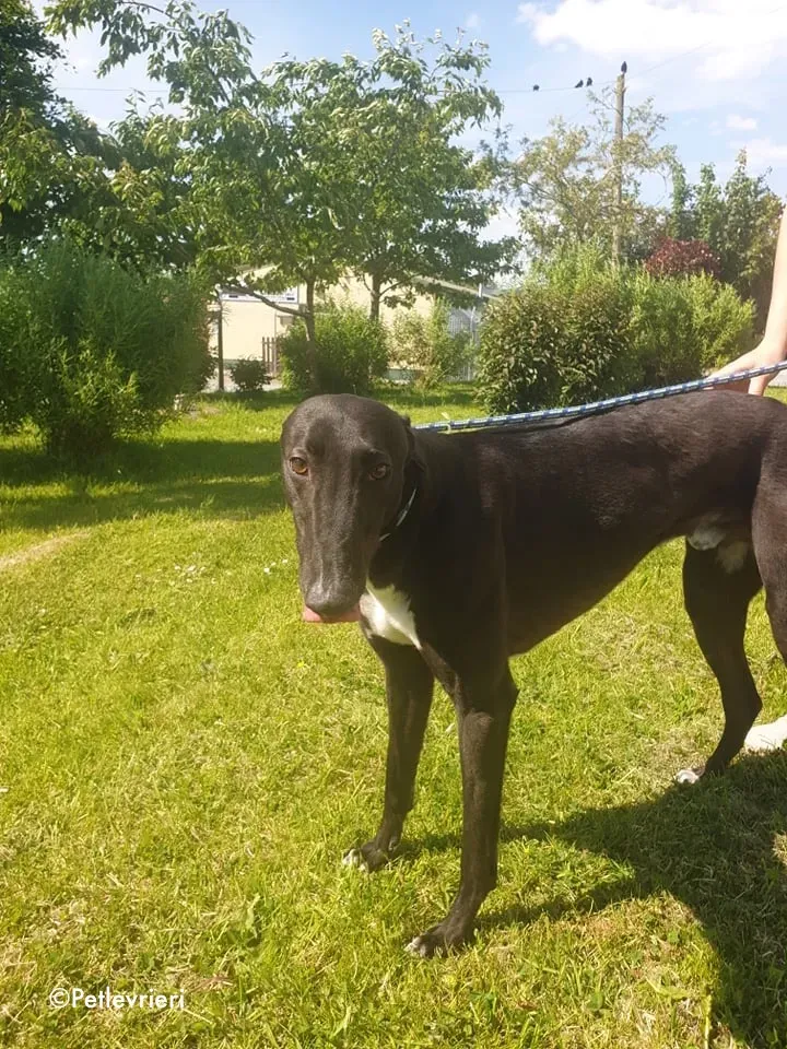 aussie adozione levrieri greyhound 8