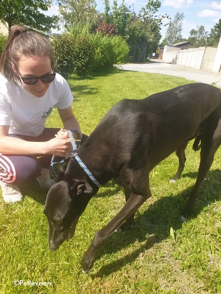 aussie adozione levrieri greyhound 9