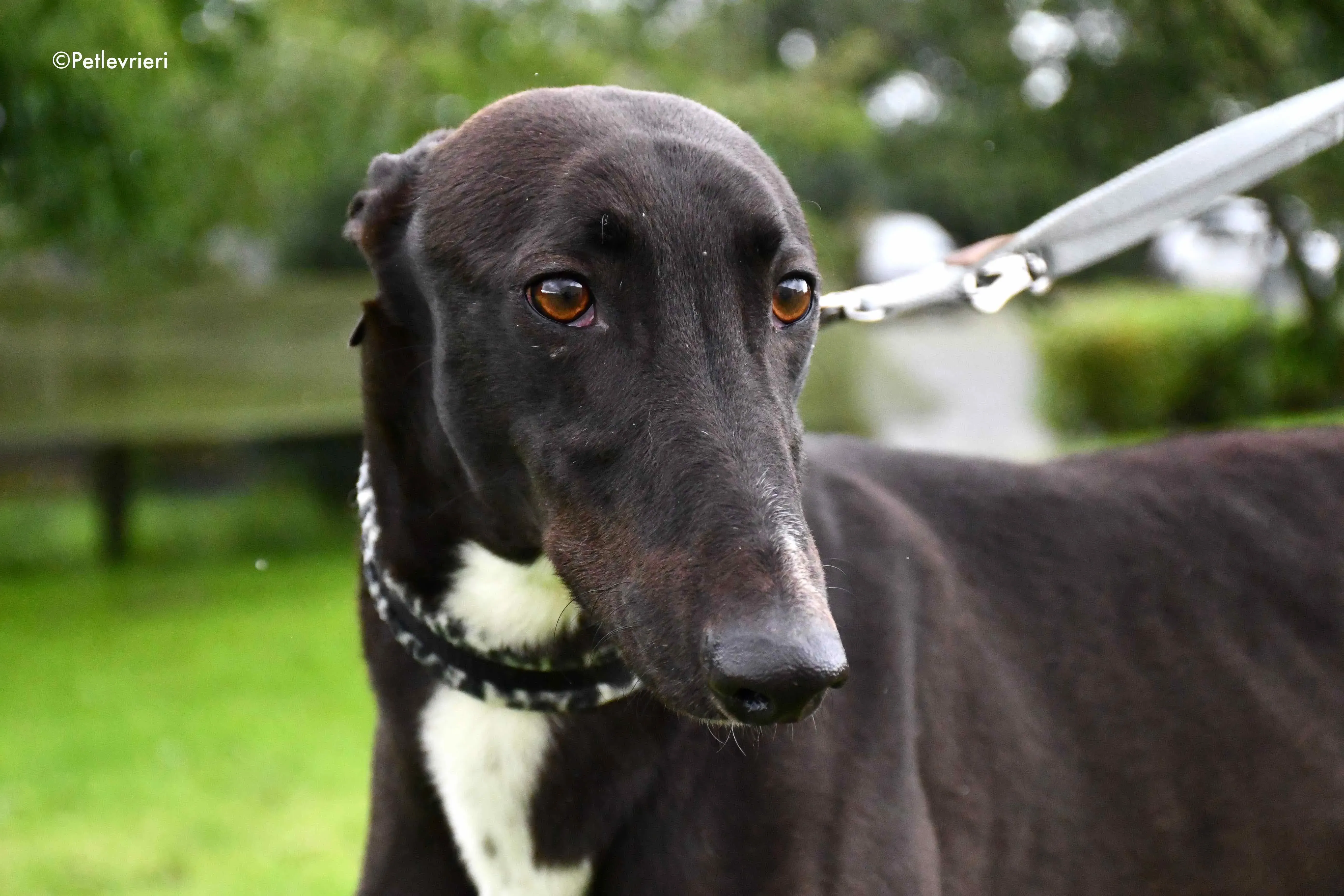 aussie adozione levrieri greyhound 2