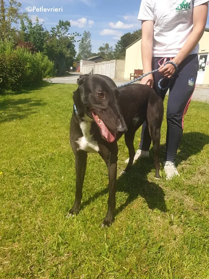 aussie adozione levrieri greyhound 2