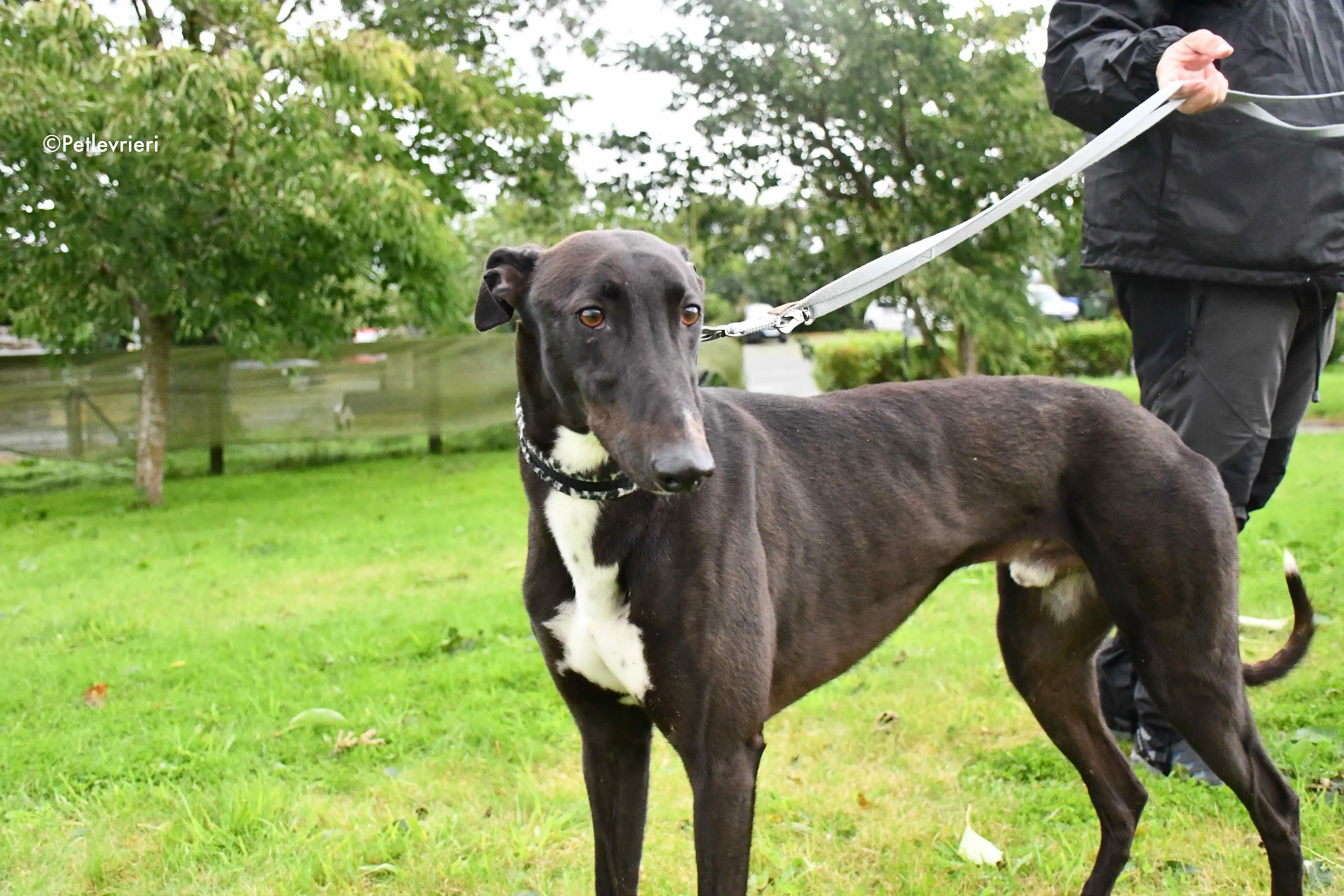 aussie adozione levrieri greyhound 3