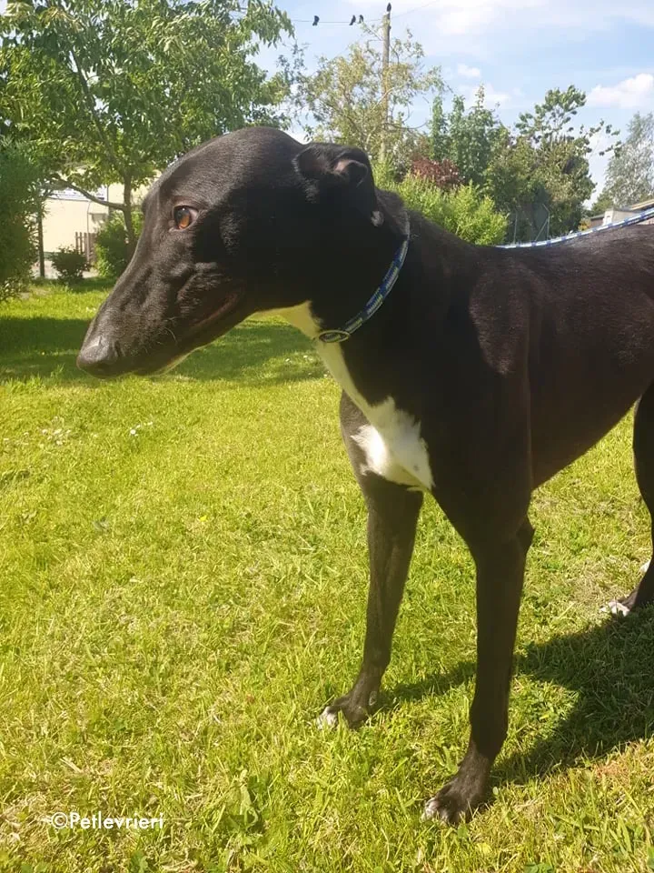 aussie adozione levrieri greyhound 3