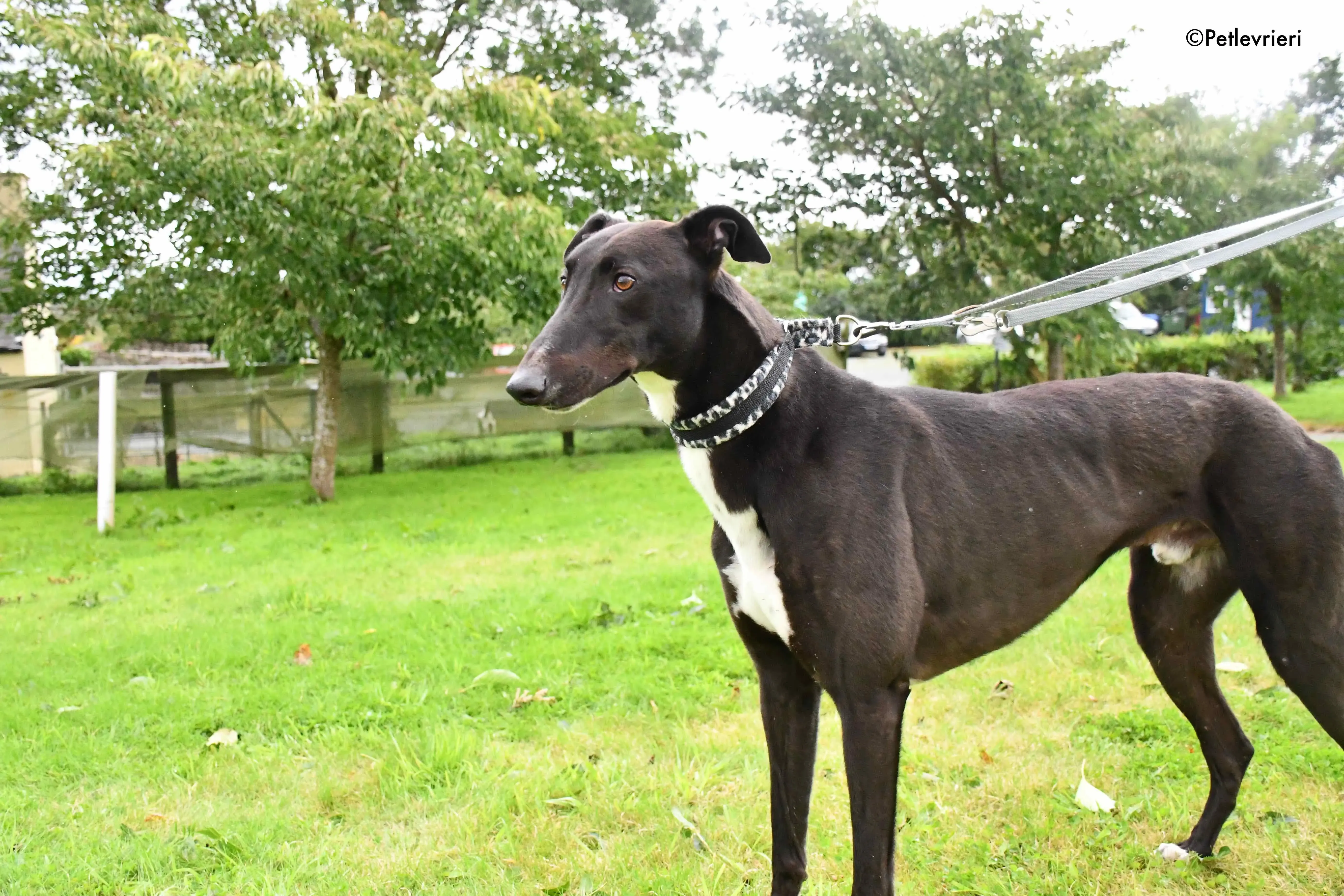 aussie adozione levrieri greyhound 4