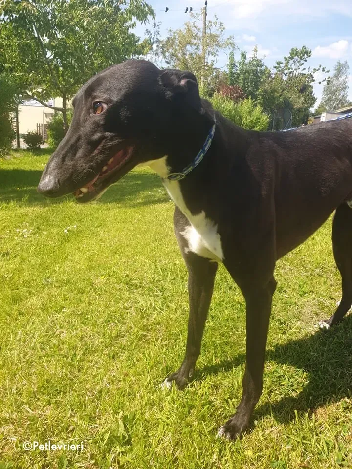 aussie adozione levrieri greyhound 4