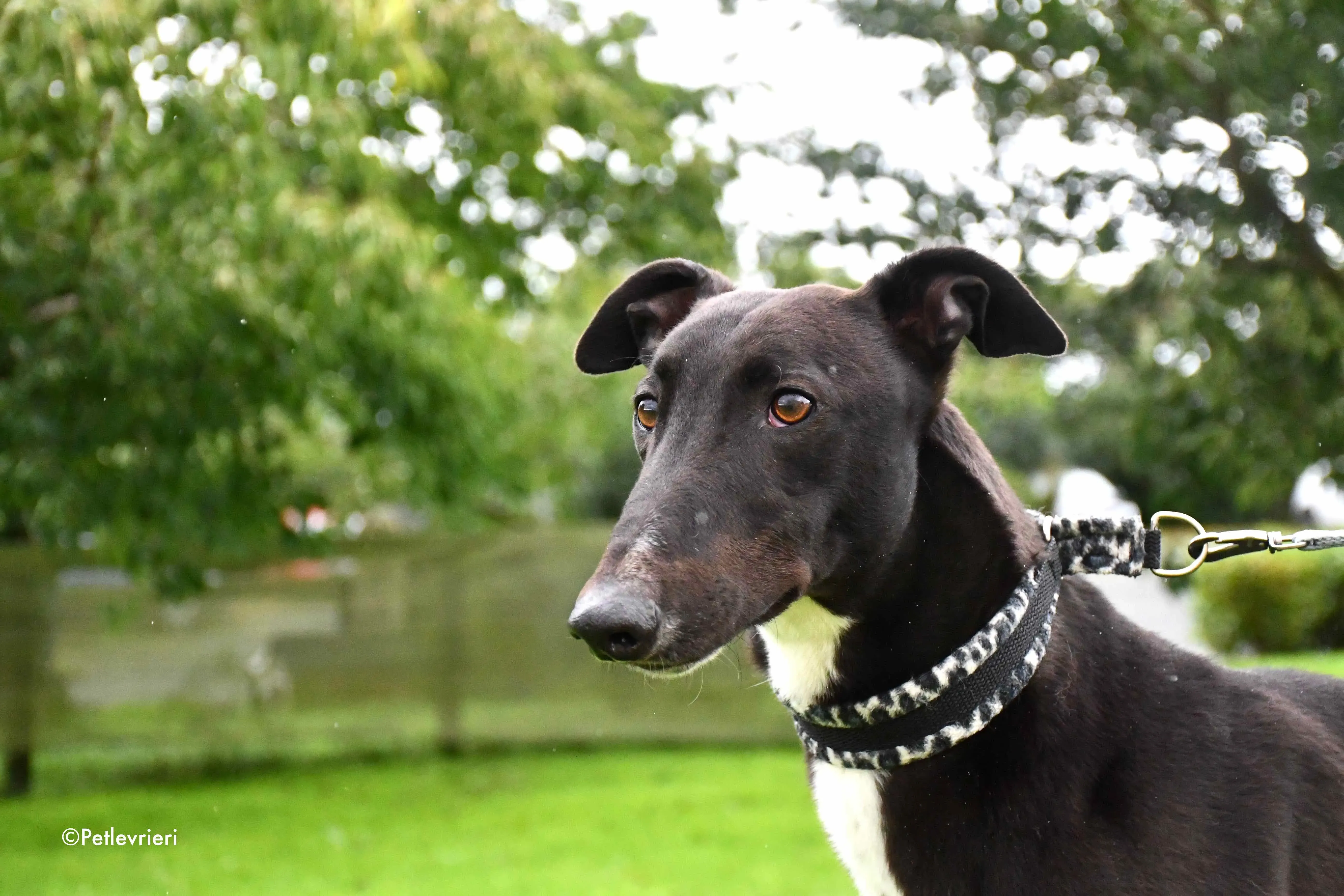 aussie adozione levrieri greyhound 5