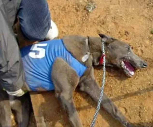 australian greyhounds run to death 2 1
