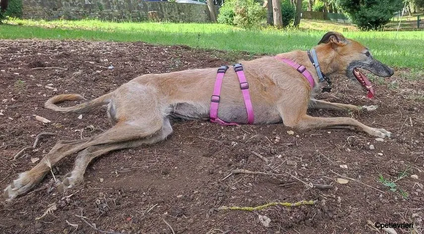 ava galgo pet levrieri felici casa