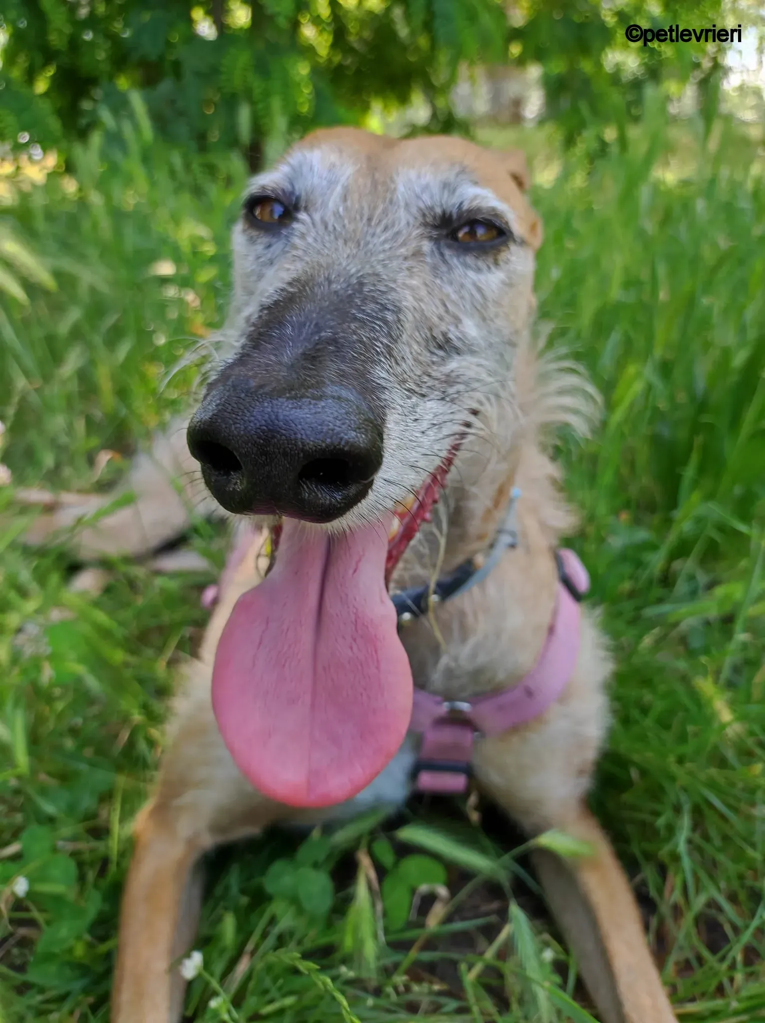 ava galgo pet levrieri felici casa1