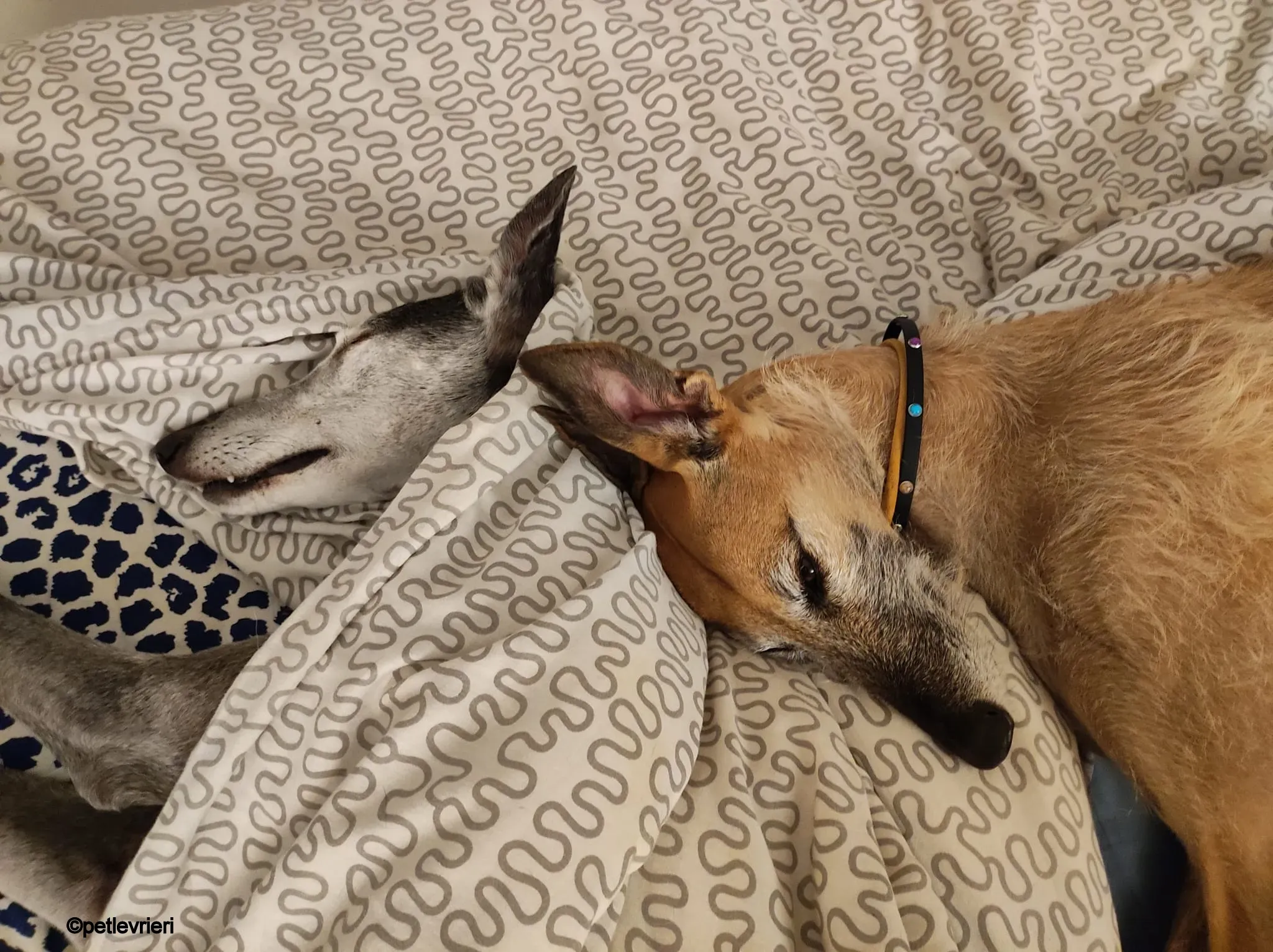 ava galgo pet levrieri felici casa2