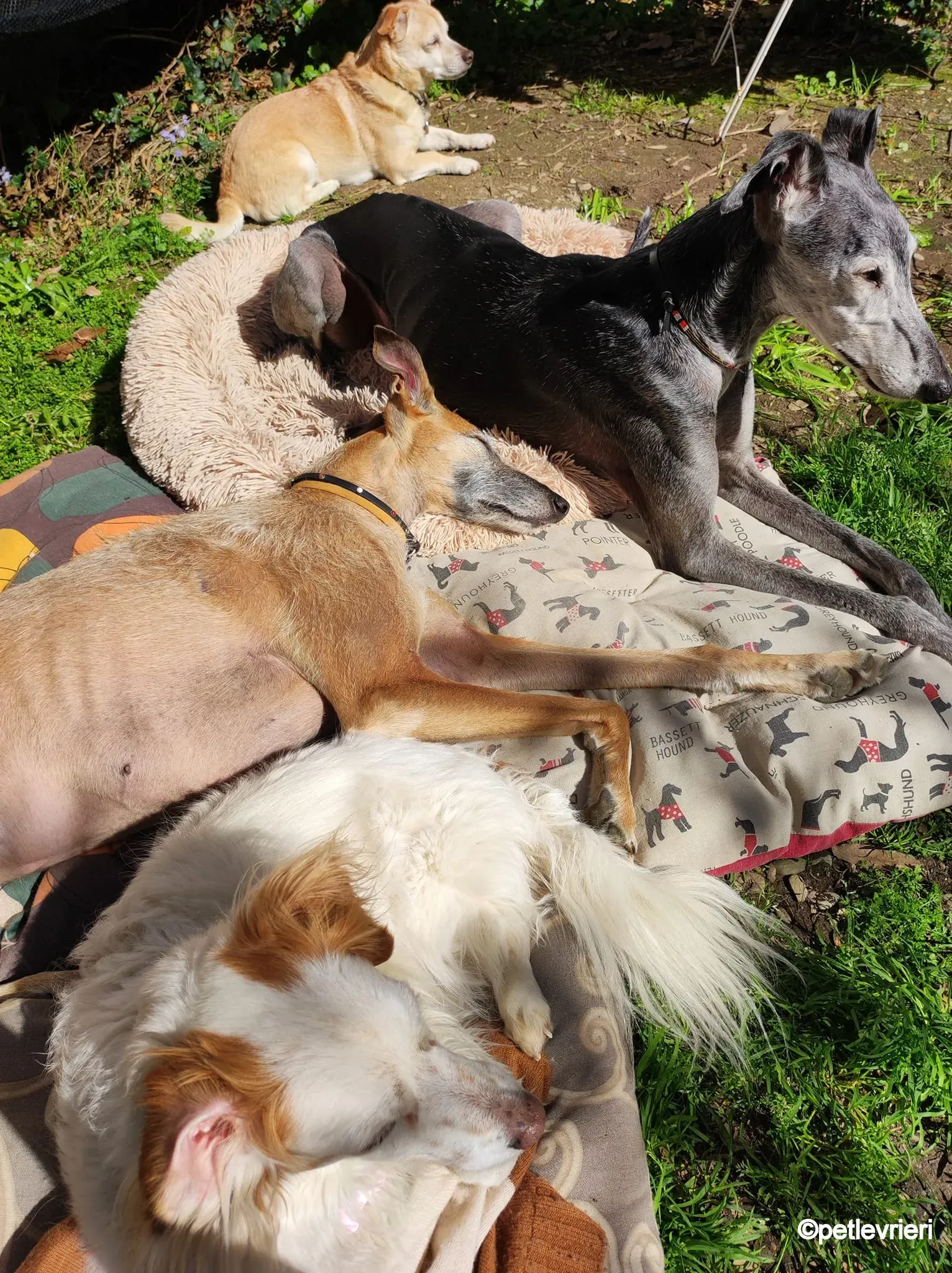 ava galgo pet levrieri felici casa3