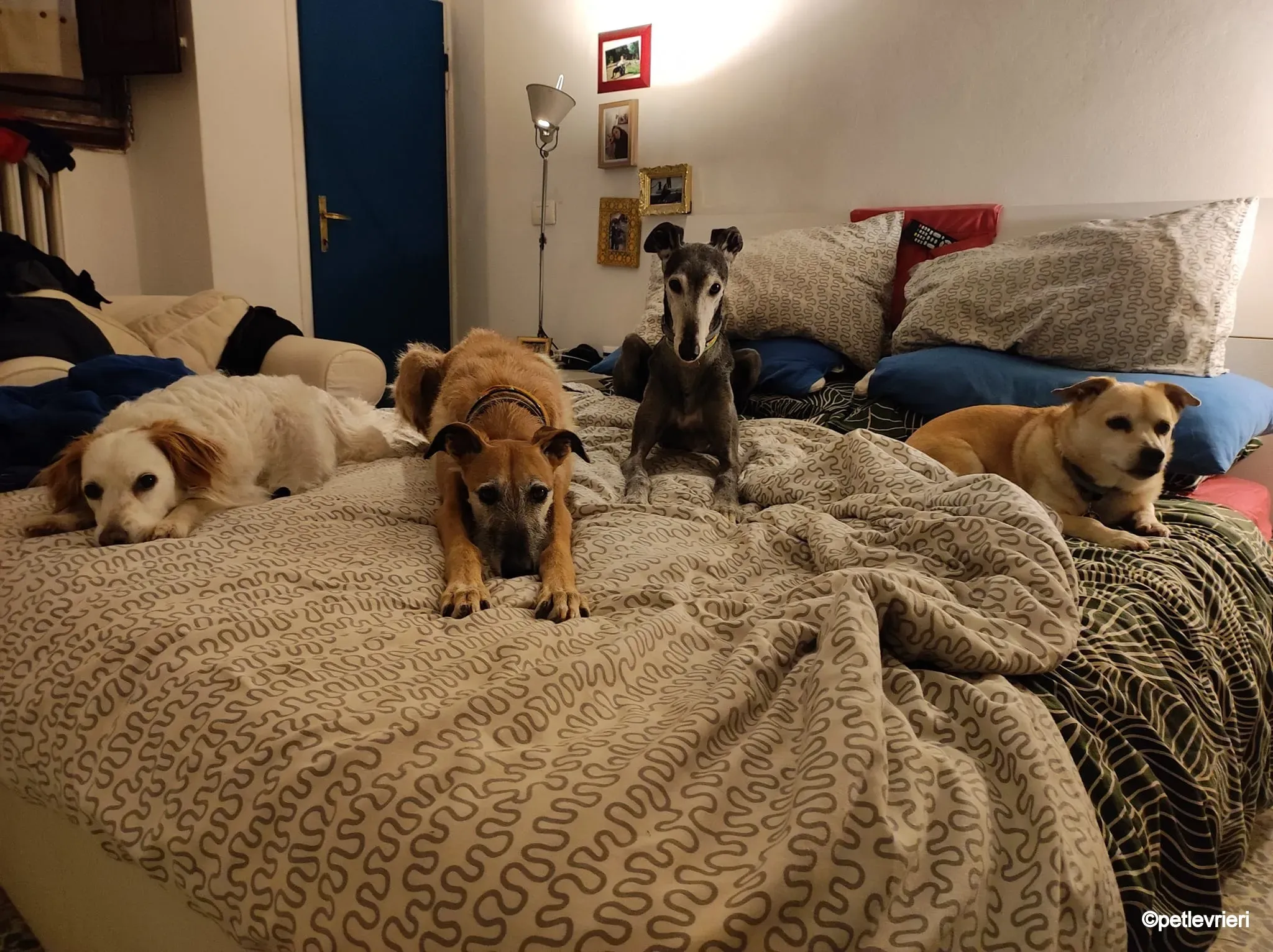 ava galgo pet levrieri felici casa4
