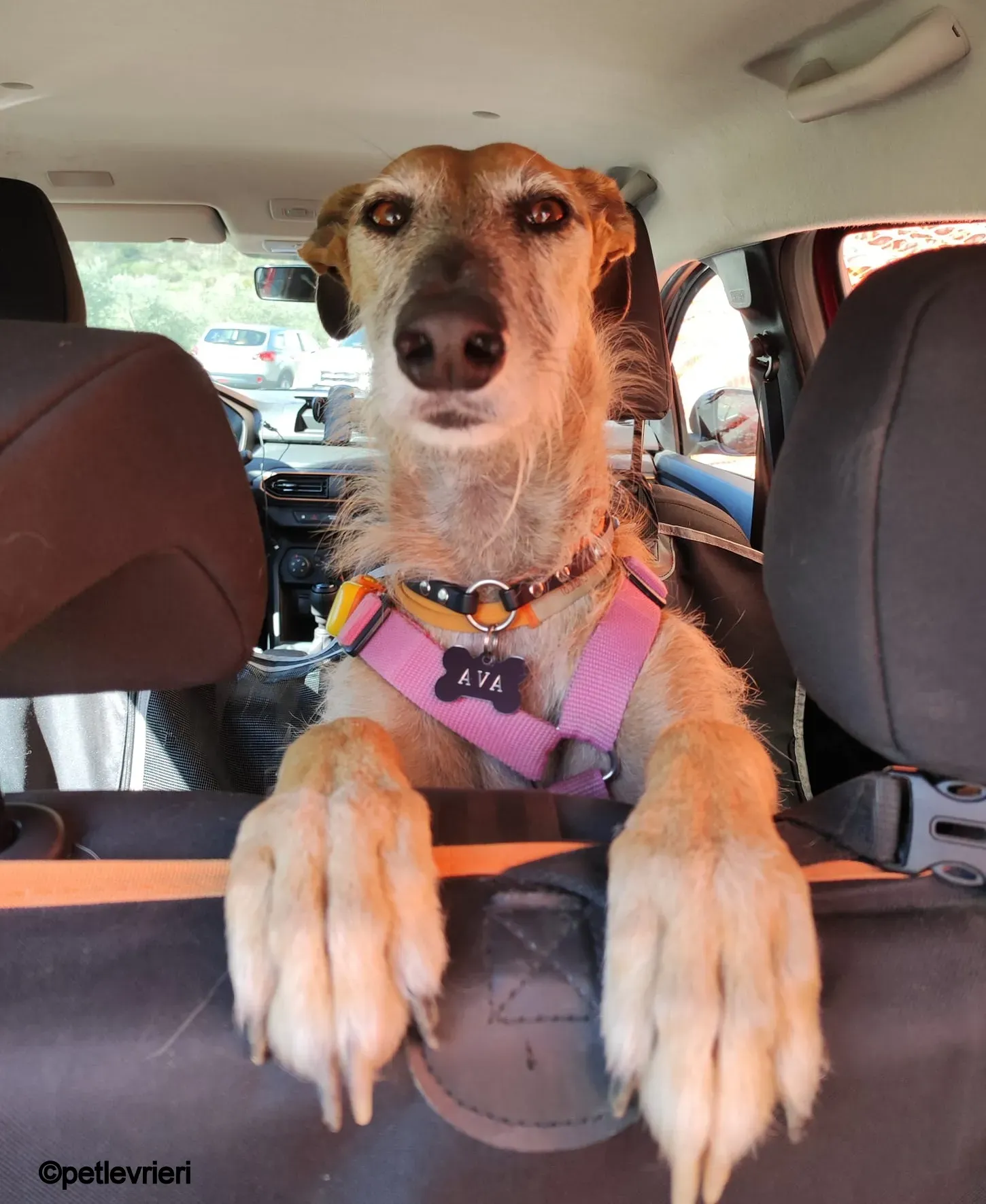 ava galgo pet levrieri felici casa5